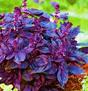 Basil purple ruffles