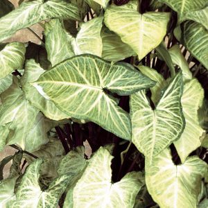 syngonium white butterfly