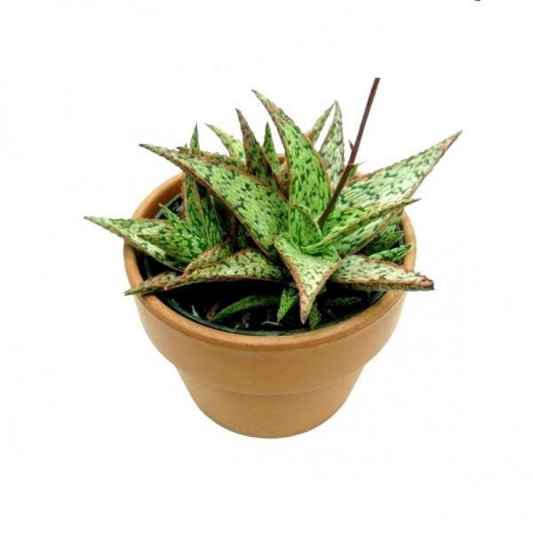 white fox aloe vera plant succulent aloe pink blush 800x800 1