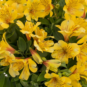 Alstroemeria Inca Gold Rush