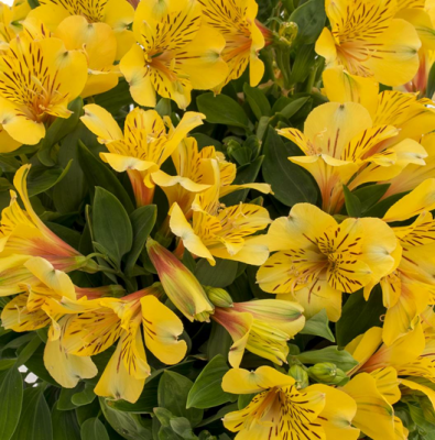 Alstroemeria Inca Gold Rush