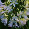 Agapanthus Cascade Diamond