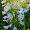 Agapanthus Lilibet