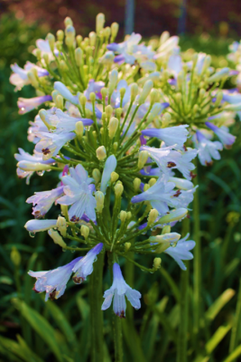 Agapanthus Lilibet