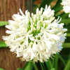 Agapanthus Snowball