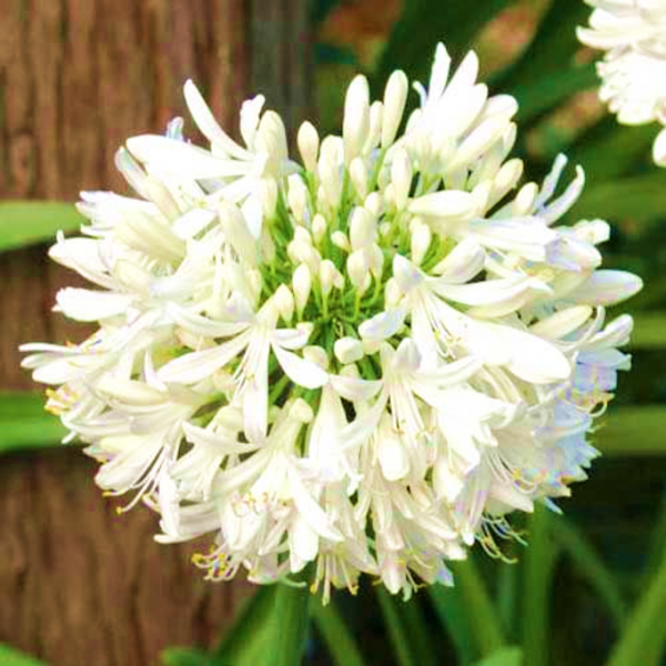 Agapanthus Snowball