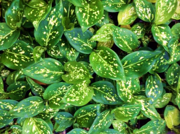 Aglaonema Eileen