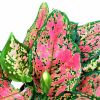 Aglaonema Lady Valentines