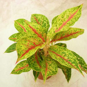 Aglaonema Nightsparkle