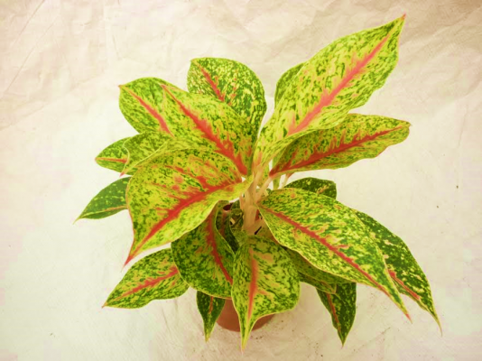 Aglaonema Nightsparkle