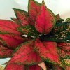 Aglaonema Red Valentine