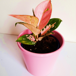 Aglaonema Spitfire