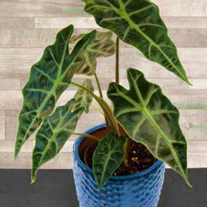 Alocasia Amazonica Dwf