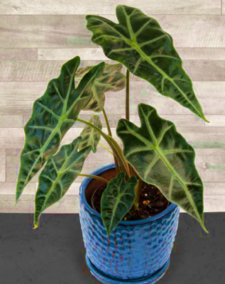 Alocasia Amazonica Dwf