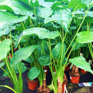 Alocasia Cucullate