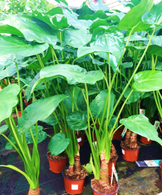 Alocasia Cucullate