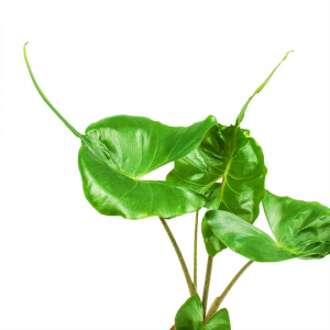 Alocasia Stingray