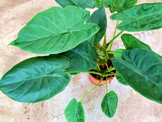 Alocasia Wentii