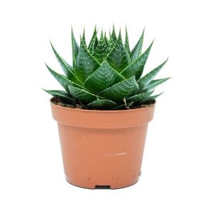 Aloe Cosmo