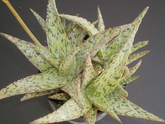 Aloe Pink Blush