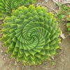 Aloe Polyphylla