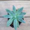 Aloe Shooting Star