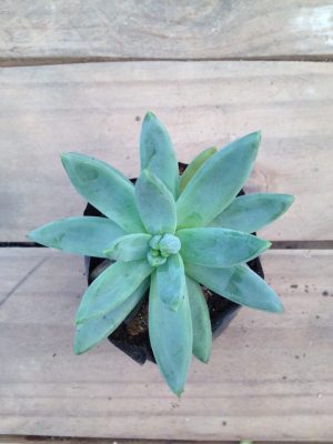 Aloe Shooting Star