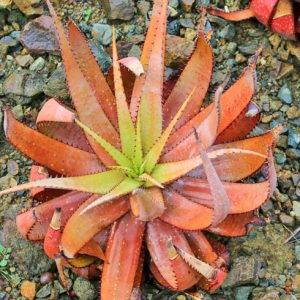 Aloe Speckled