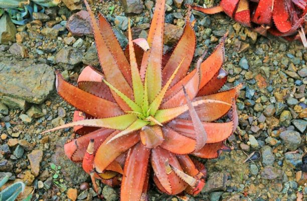 Aloe Speckled
