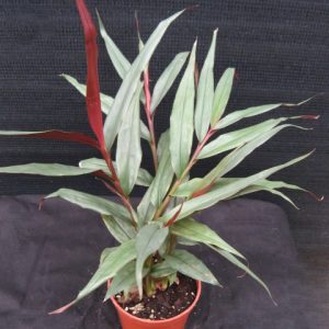 Alpinia Red Rubin