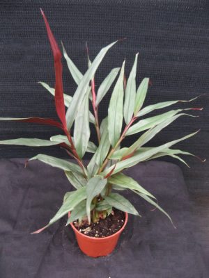 Alpinia Red Rubin