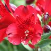 Alstroemeria Inca Bandit