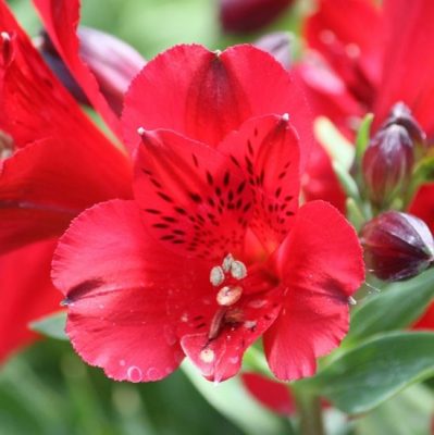Alstroemeria Inca Bandit