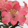 Alstroemeria Inca Coral