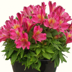 Alstroemeria Inca Goal