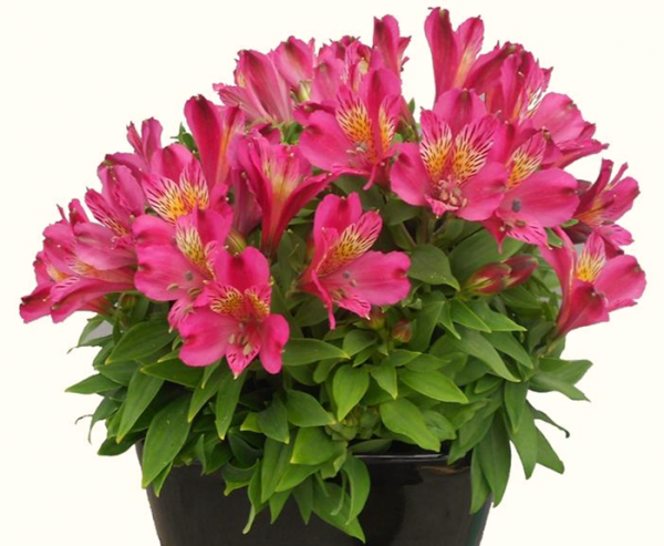 Alstroemeria Inca Goal