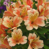 Alstroemeria Inca Husky