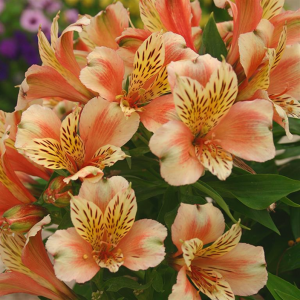 Alstroemeria Inca Husky