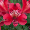 Alstroemeria Inca Lolly