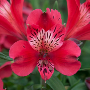 Alstroemeria Inca Lolly