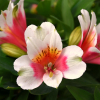 Alstroemeria Inca lucky