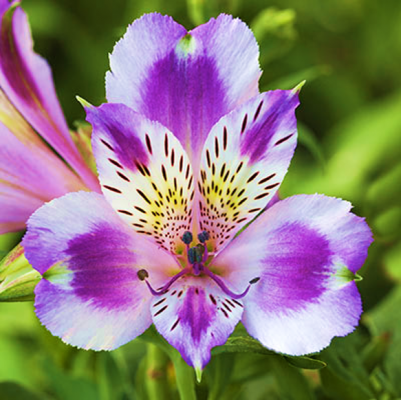 ALSTROEMERIA INCA MYSTIC