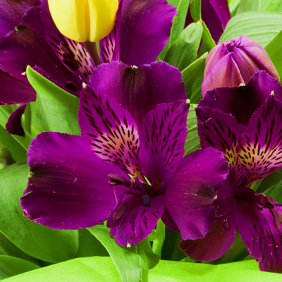 Alstroemeria Inca Noble