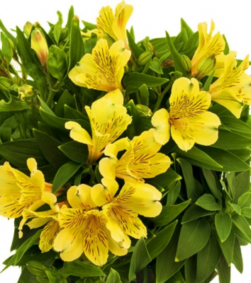 Alstroemeria Inca Rio