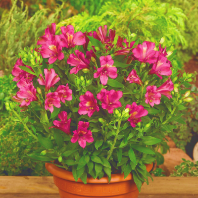 Alstroemeria Inca Yuko