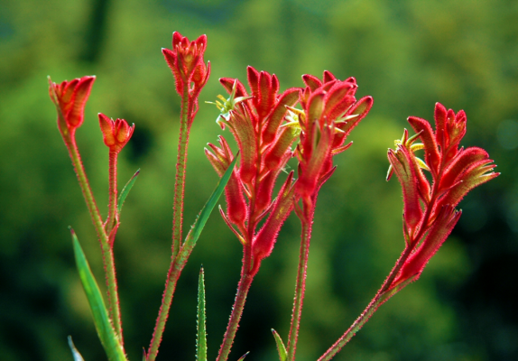 Anigozanthos Bush Ballad