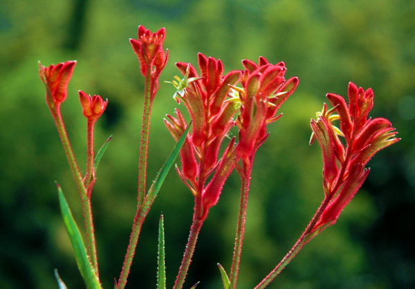Anigozanthos Bush Ballad