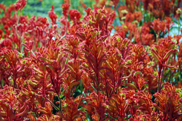 Anigozanthos Bush Blitz