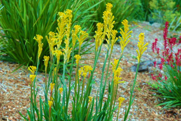 Anigozanthos Bush Bonanza