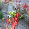 Anigozanthos Bush Dance